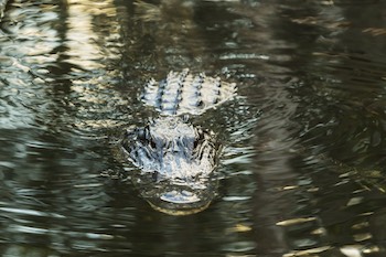 American alligator in the Florida Everglades. 