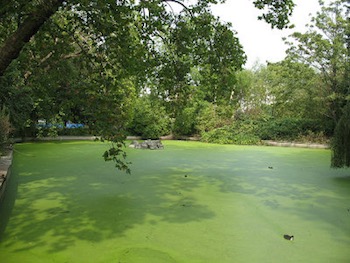 "Brookmill Park: Lake With Algal Bloom" by Stephen Craven. Licensed under CC BY-SA 2.0.