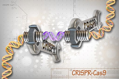 "CRISPR/Cas9 Editing of the Genome" by National Human Genome Research Institute (NHGRI). Licensed under CC BY 2.0.