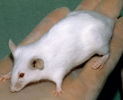 "An Albino SCID Laboratory Mouse" by National Cancer Institute/National Institutes of Health. Public domain.