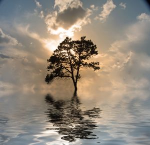 https://depositphotos.com/29485305/stock-photo-one-tree-on-water-sunset.html