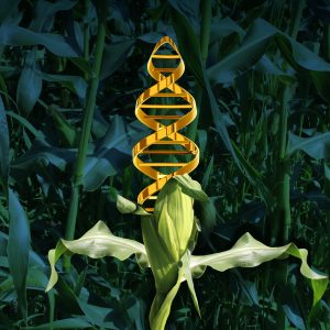 https://depositphotos.com/77876330/stock-photo-genetically-modified-crops.html