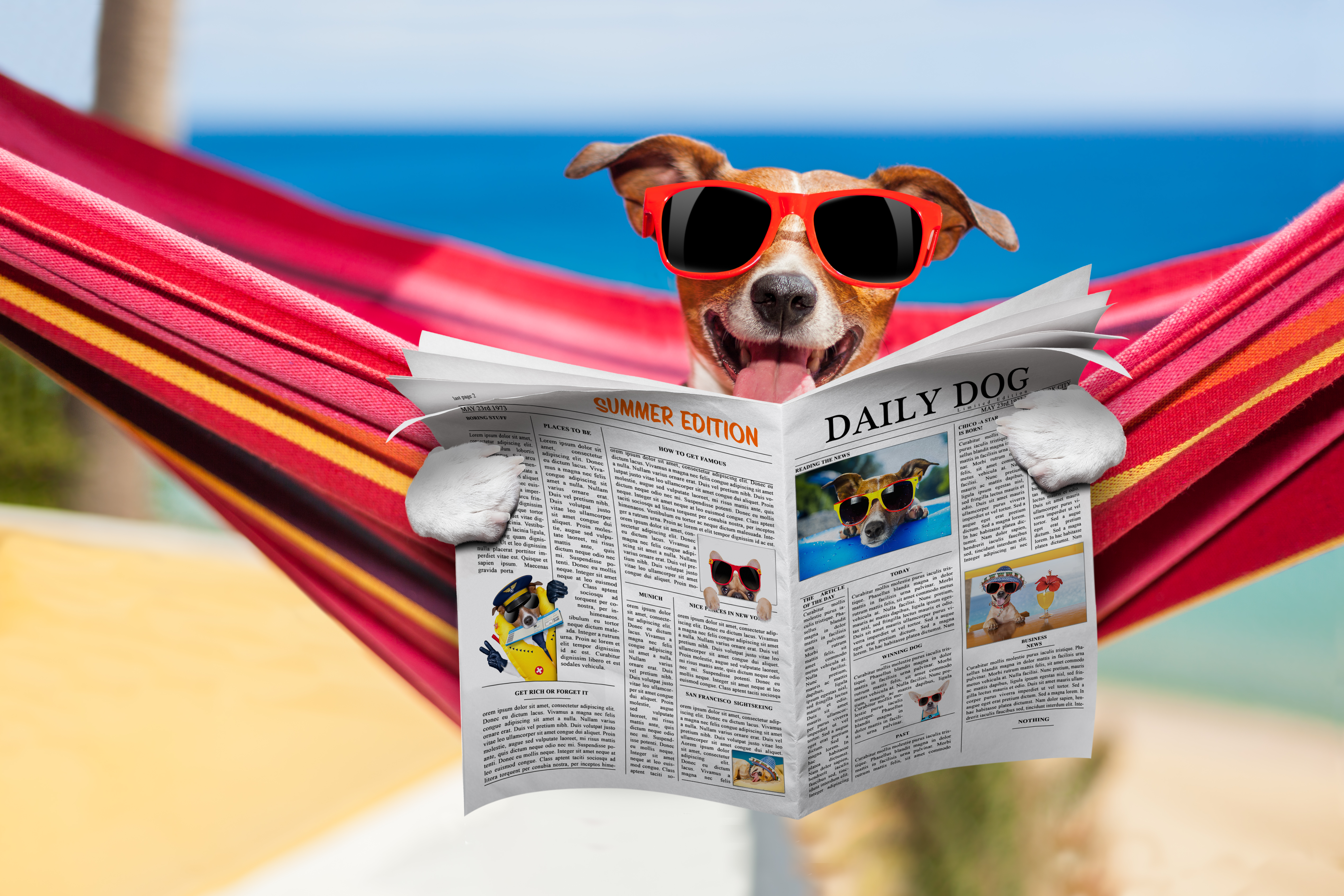 https://depositphotos.com/99956332/stock-photo-dog-on-hammock-in-summer.html