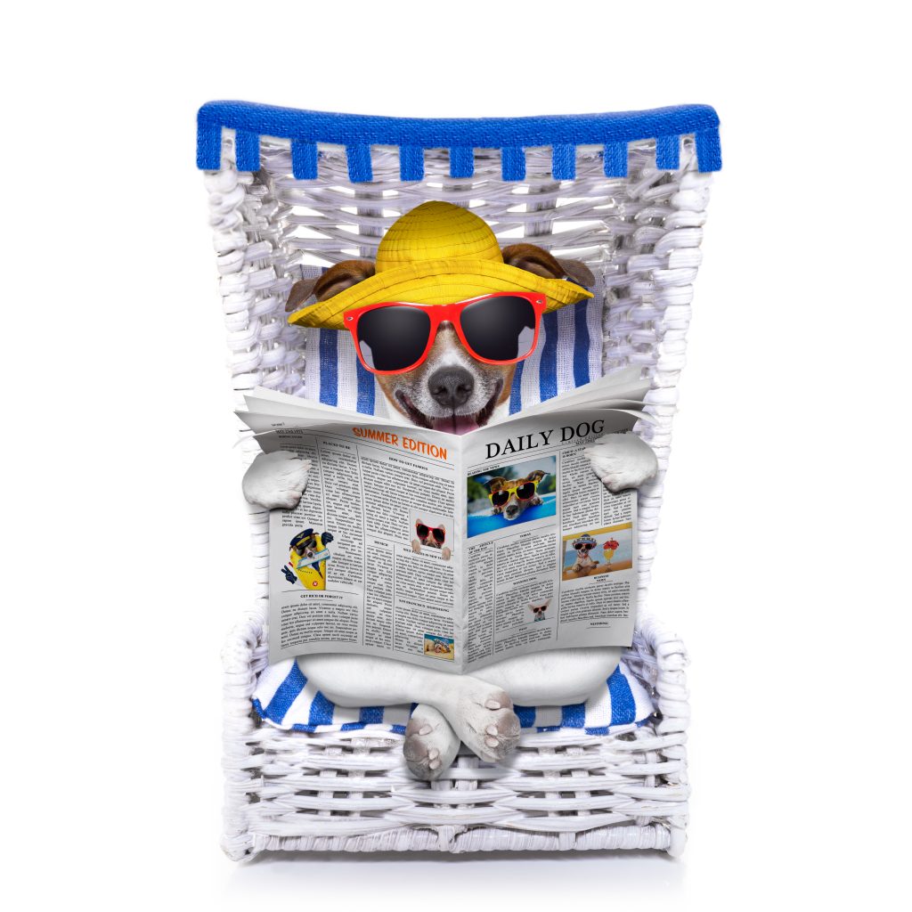 https://depositphotos.com/59960165/stock-photo-dog-beach-chair.html