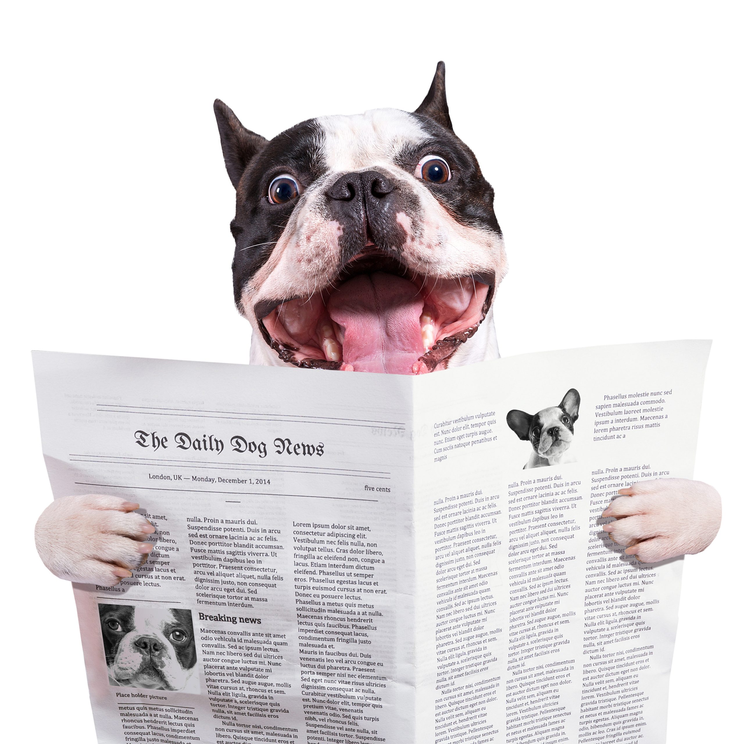 https://depositphotos.com/58643025/stock-photo-funny-french-bulldog-reading-newspaper.html