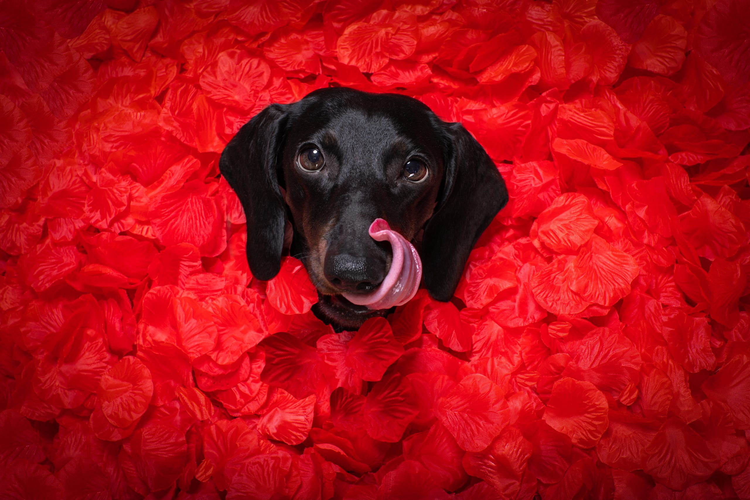 https://depositphotos.com/333490640/stock-photo-valentines-wedding-dog-in-love.html