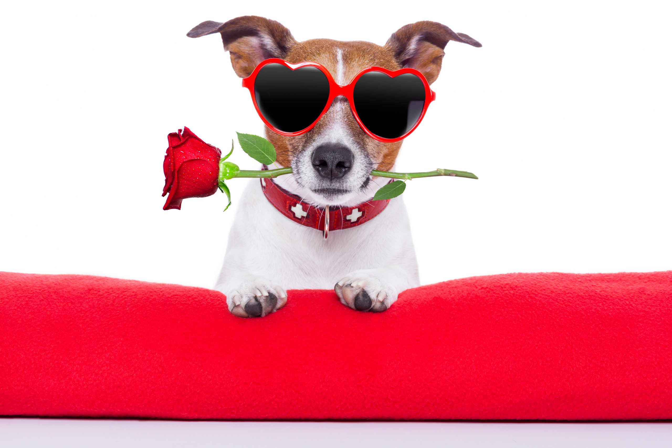 https://depositphotos.com/38671143/stock-photo-valentines-day-dog.html