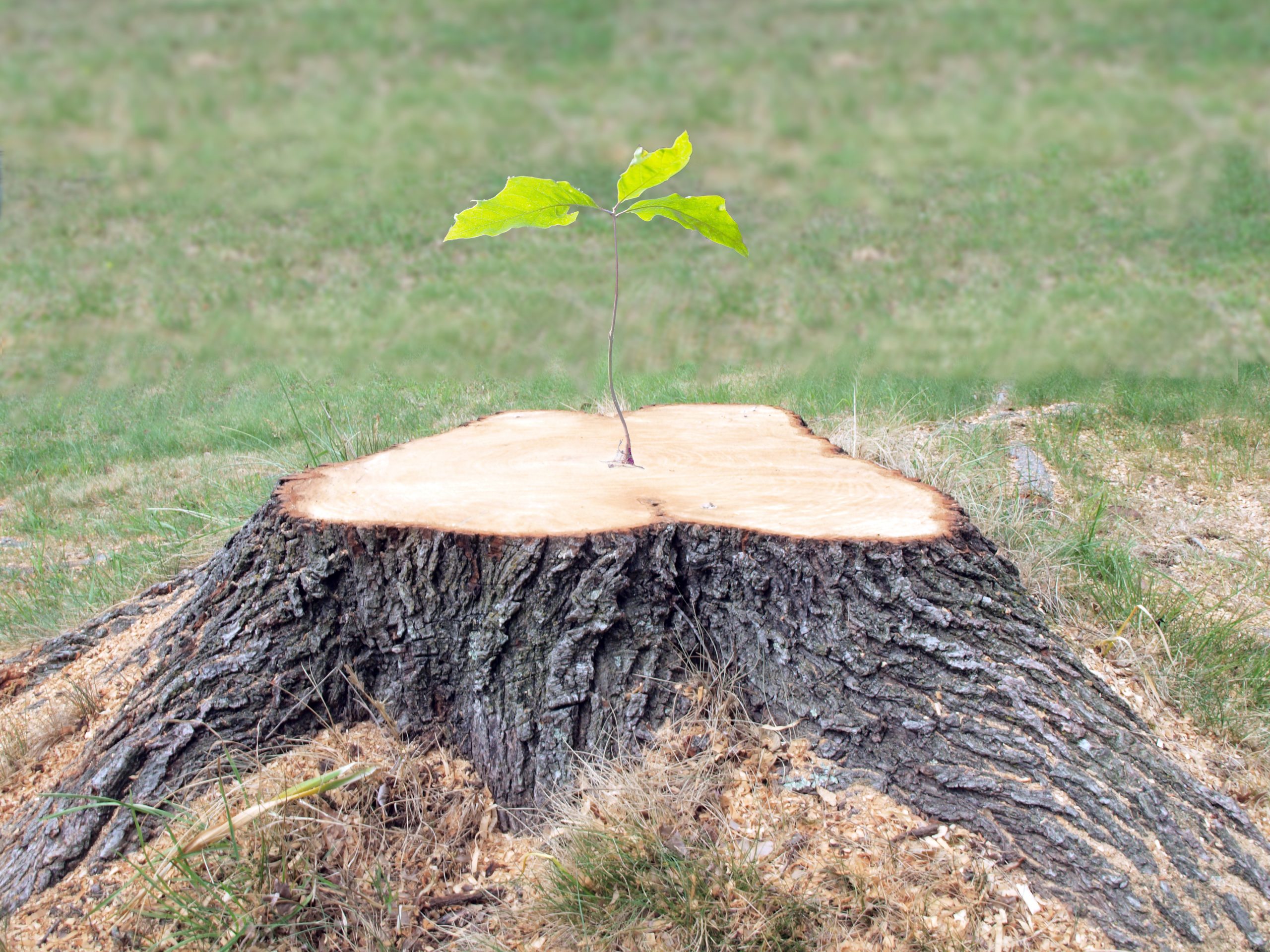 https://depositphotos.com/10349823/stock-photo-defiant-tree-stump.html