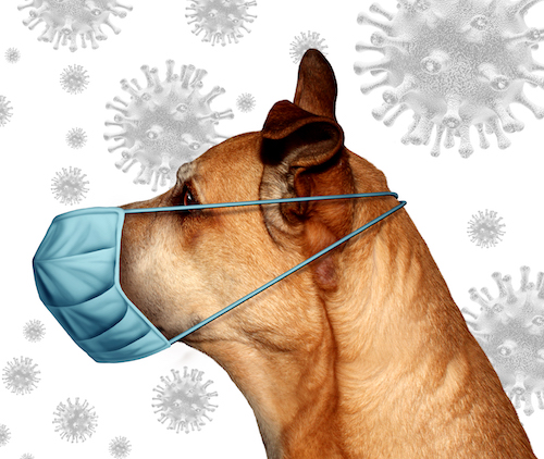 Veteriarian dog and cat as Coronavirus pets wearing a surgical mask to protect from virus infection or veterinary hygiene health care symbol with 3D illustration elements.