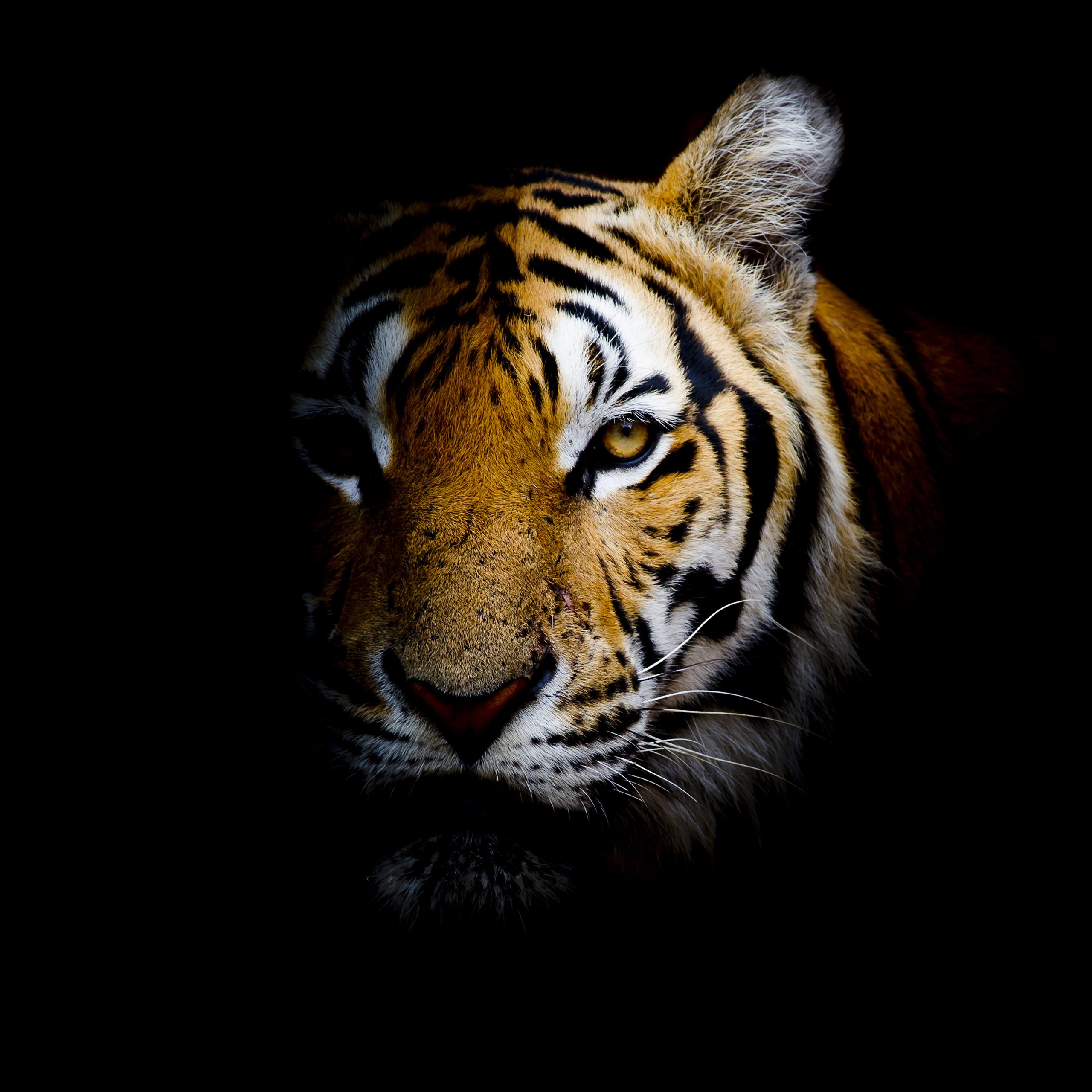 https://depositphotos.com/65127259/stock-photo-tiger-background.html