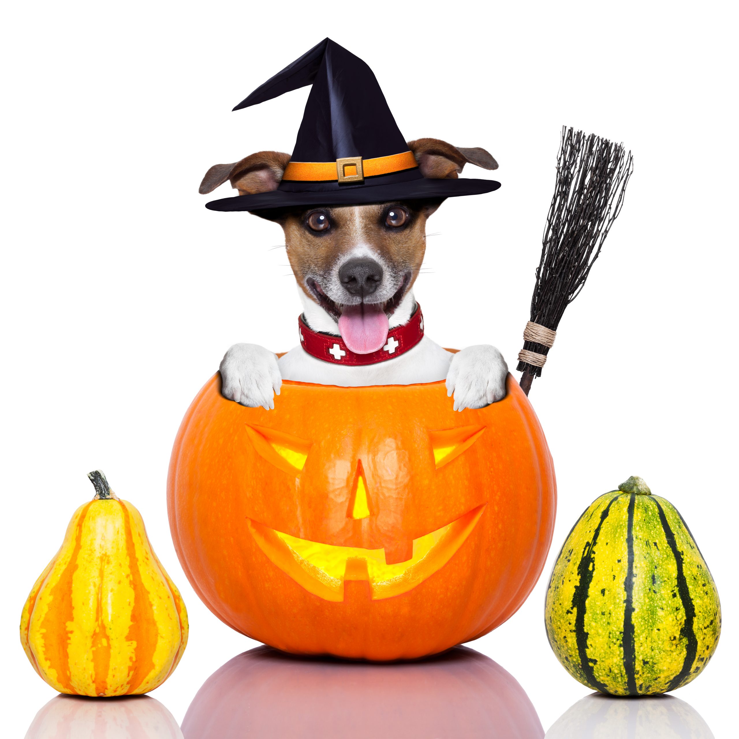 https://depositphotos.com/32519893/stock-photo-halloween-dog-as-witch.html
