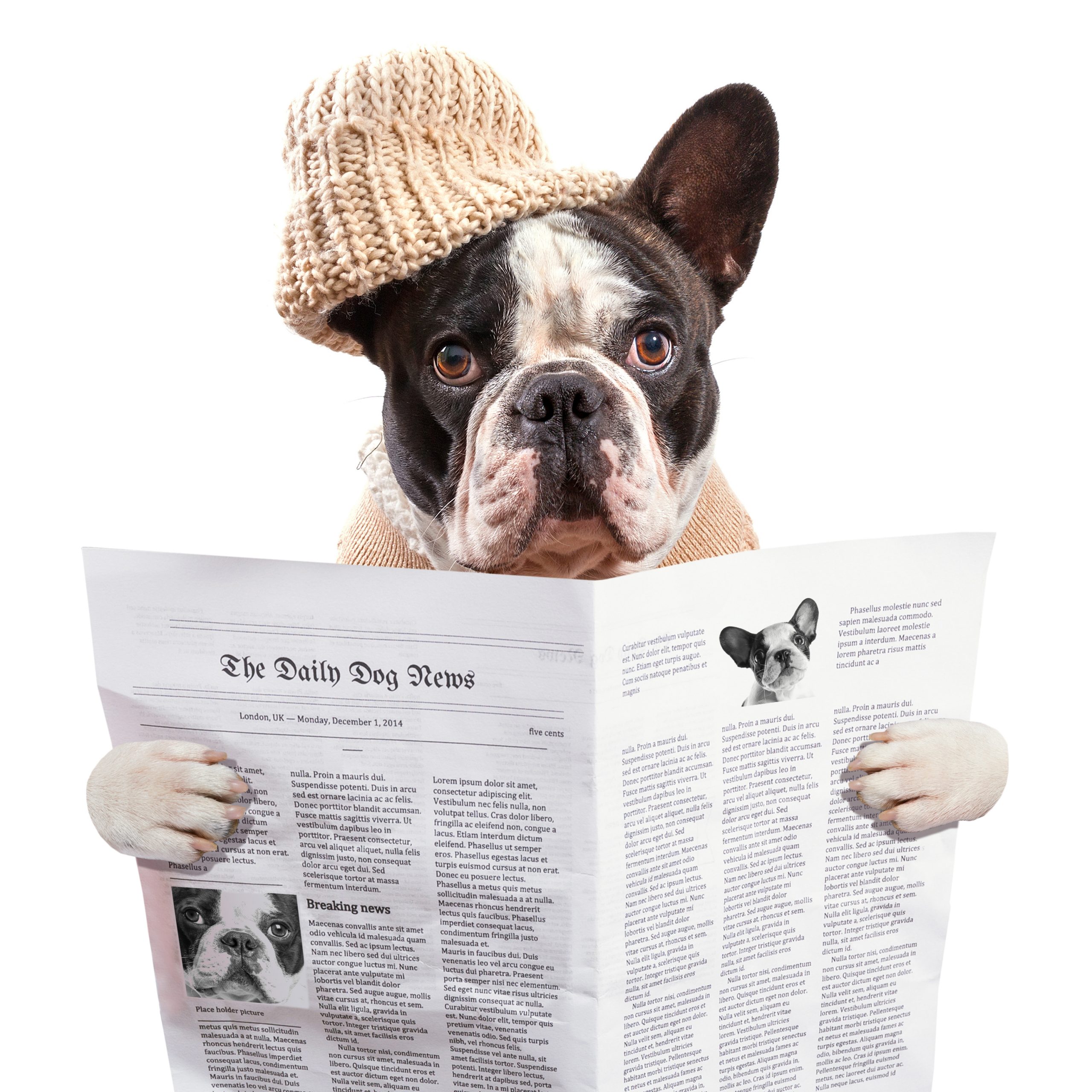 https://depositphotos.com/58564531/stock-photo-french-bulldog-in-hat-reading.html