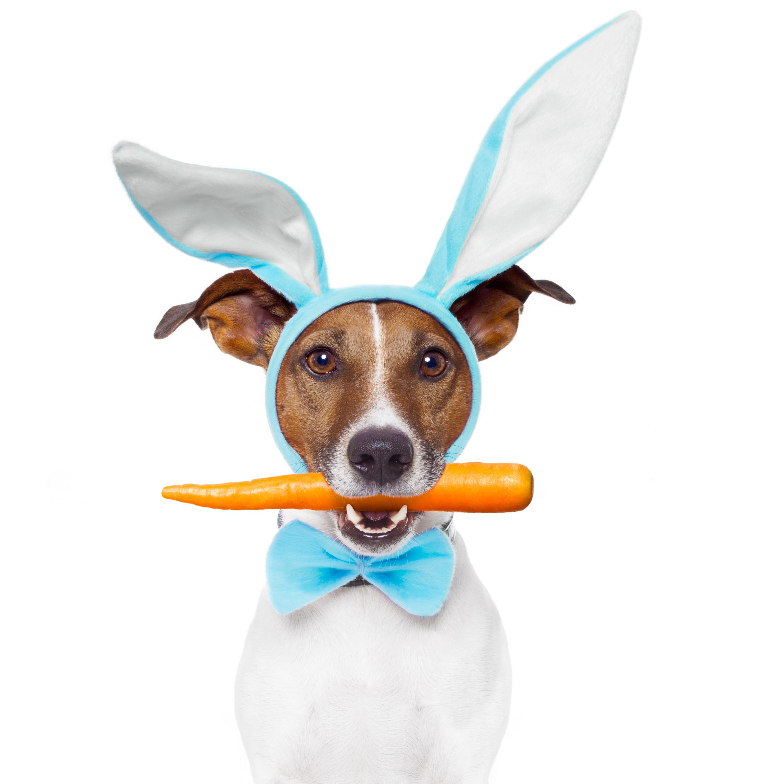 https://depositphotos.com/9681152/stock-photo-dog-with-bunny-ears-and.html