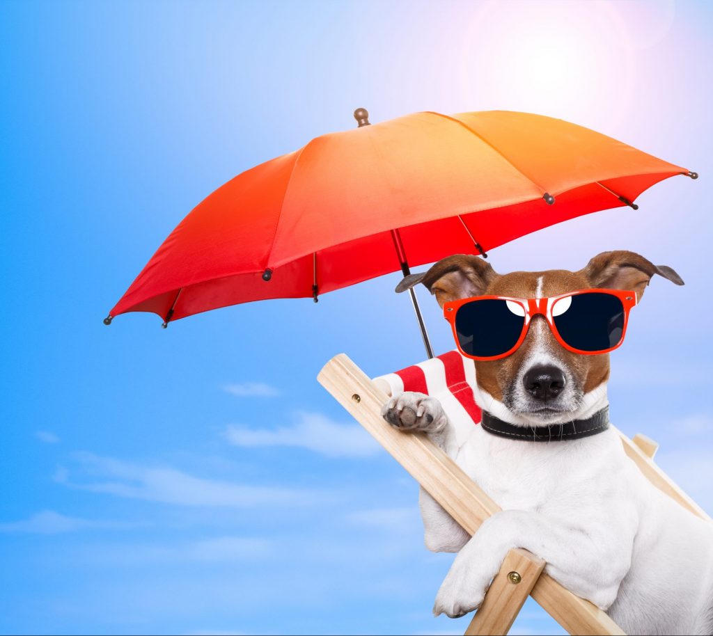 https://depositphotos.com/10032368/stock-photo-dog-sunbathing-on-a-deck.html