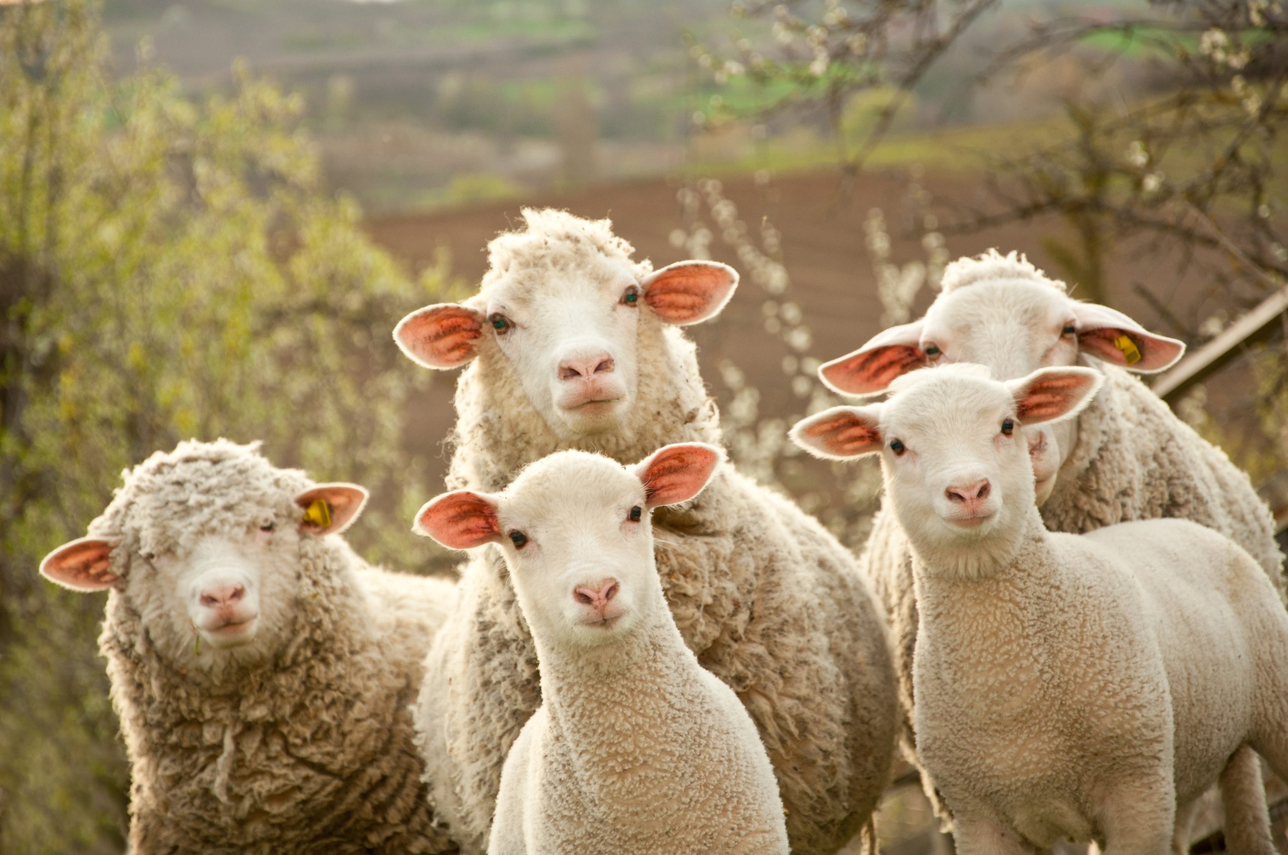 https://depositphotos.com/17165943/stock-photo-sheep-and-lambs.html