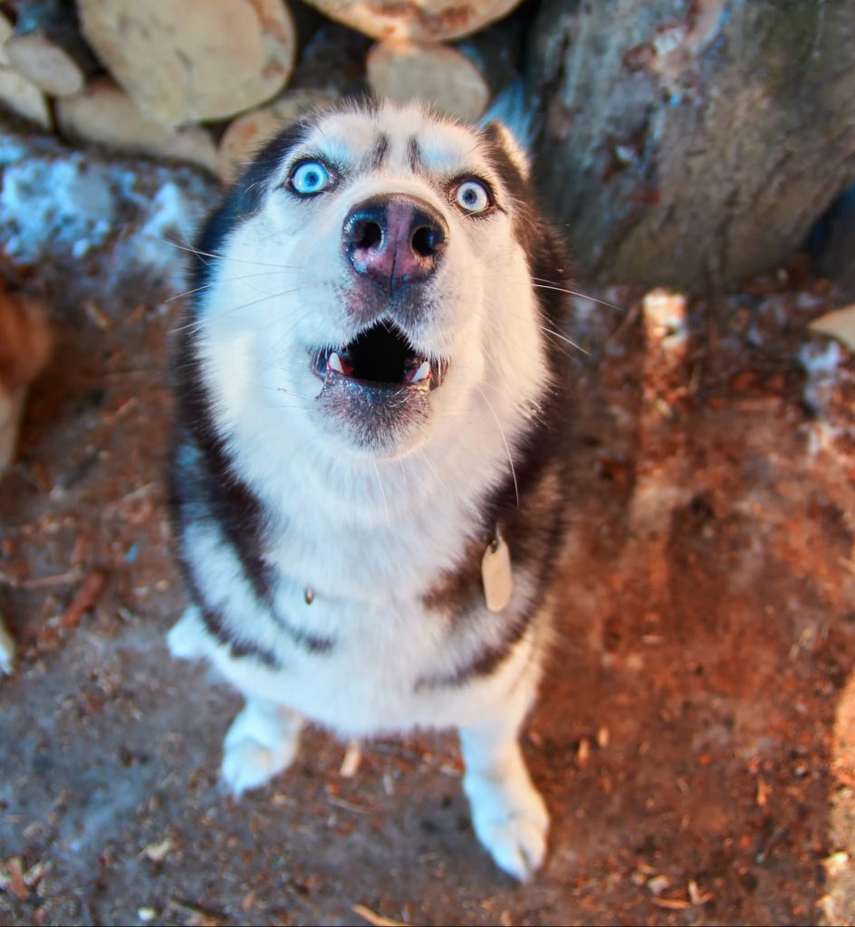 https://depositphotos.com/190448476/stock-photo-muzzle-howling-dog-top-view.html