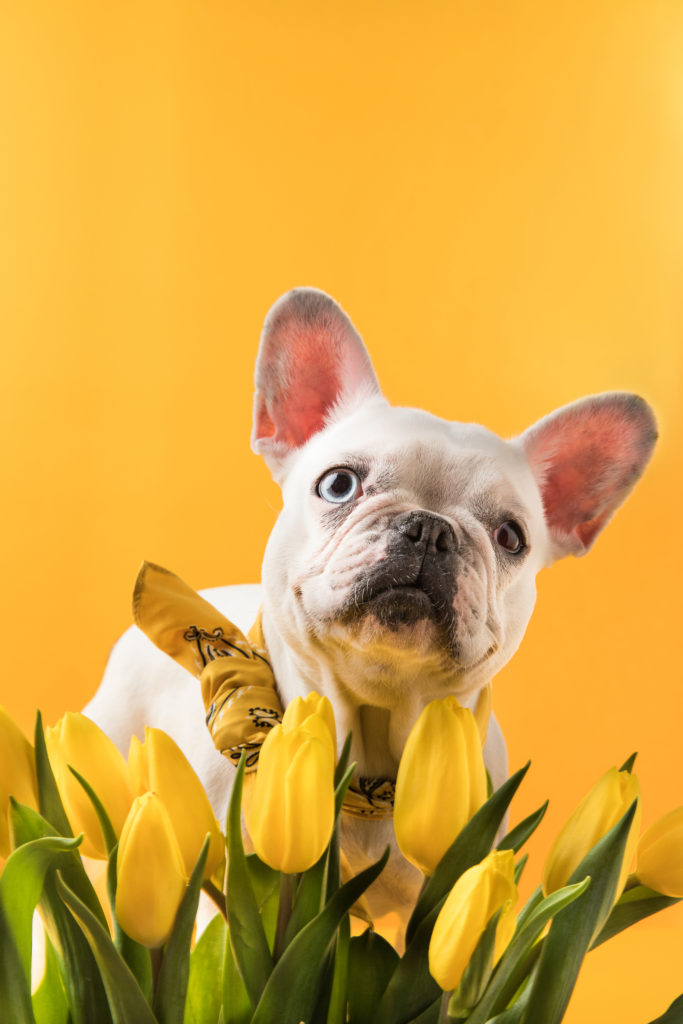 https://depositphotos.com/183110218/stock-photo-french-bulldog-dog-beautiful-yellow.html