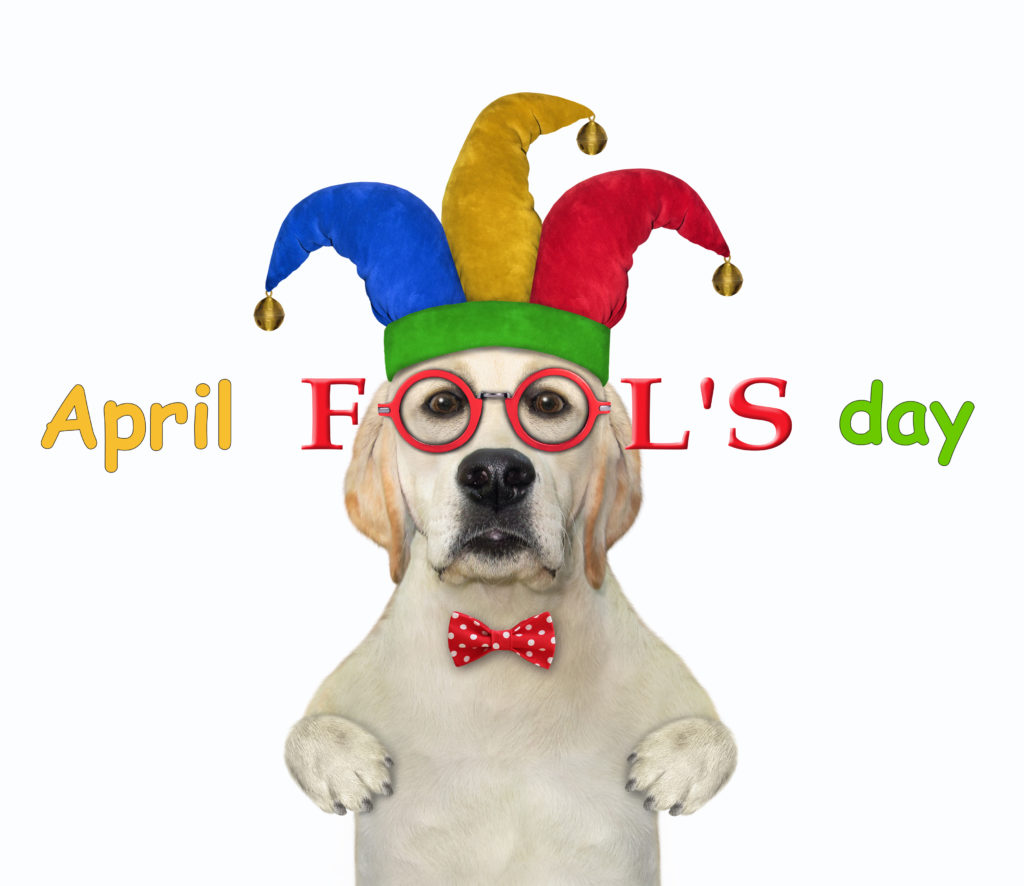 https://depositphotos.com/461052886/stock-photo-dog-labrador-clown-wears-jester.html