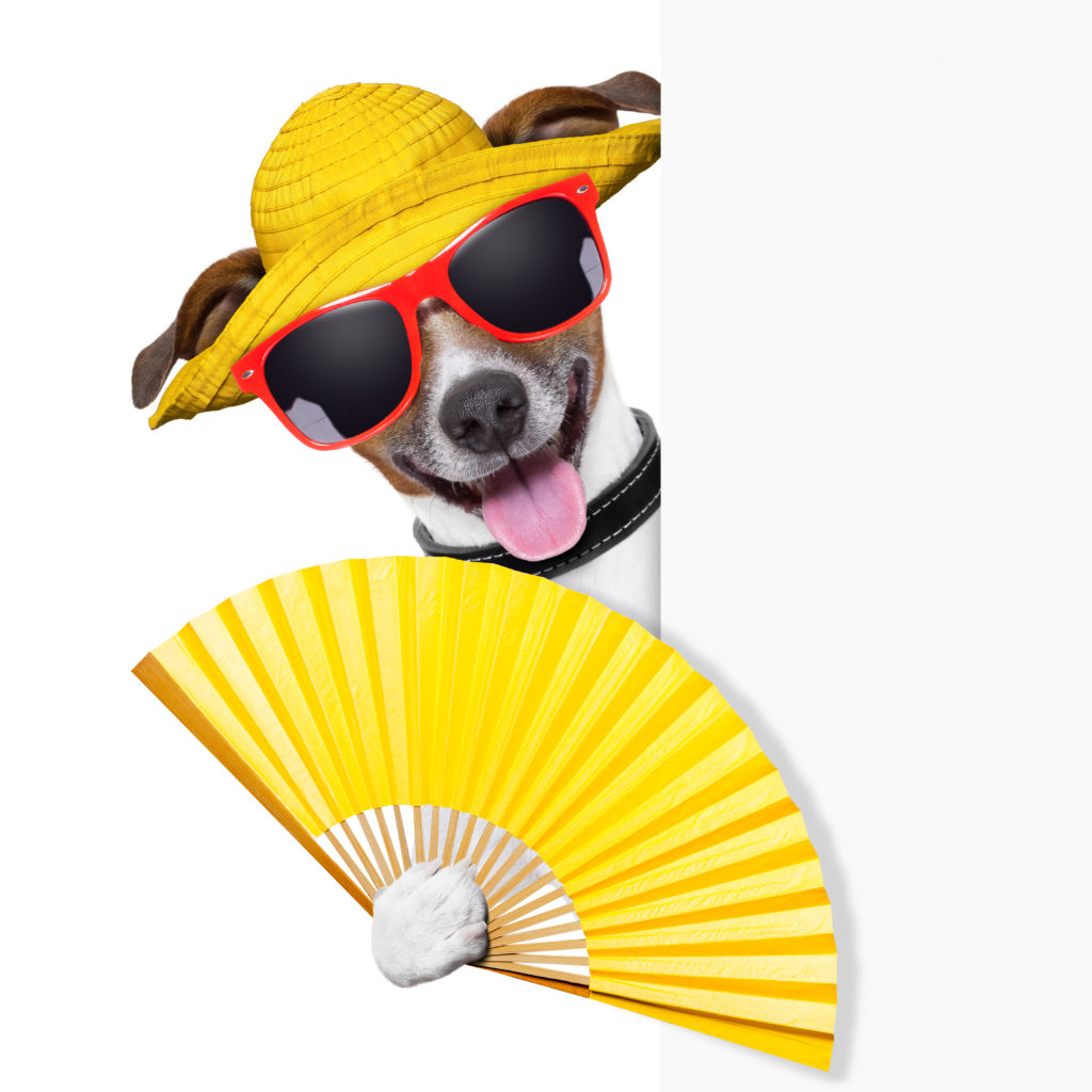 https://depositphotos.com/24777409/stock-photo-summer-cocktail-dog.html