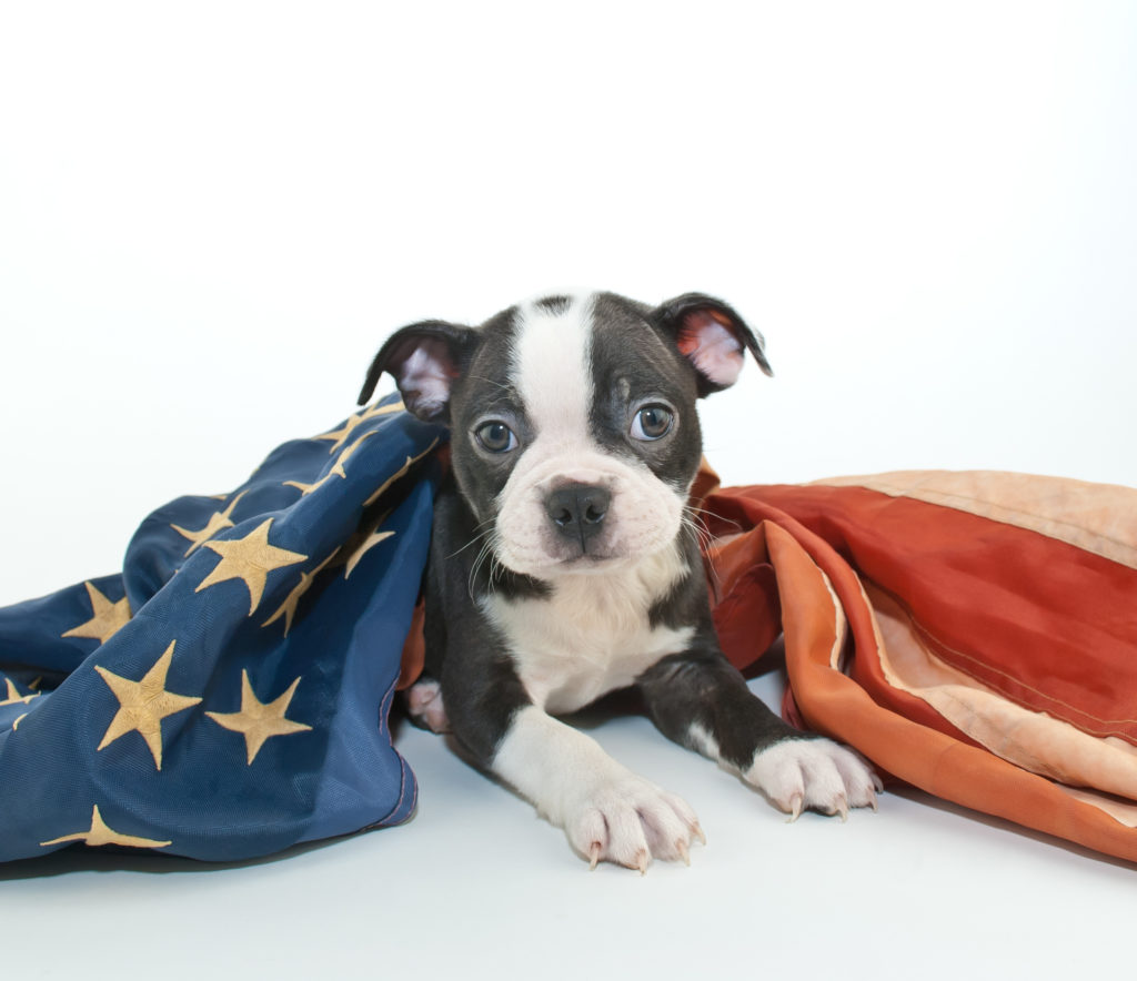 Labor Day dog - https://depositphotos.com/79407554/stock-photo-patriotic-puppy.html