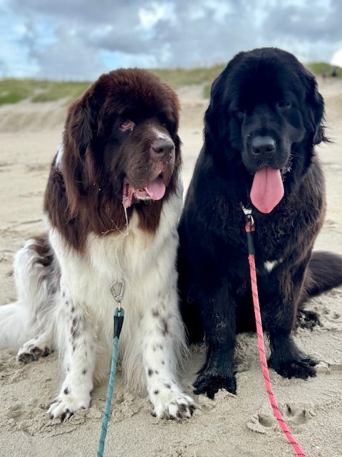 Other Barks & Bites for Friday, September 26: Trump Announces 100% Tariff on Patented Pharmaceuticals; Judge Alsup Approves $1.5 Billion Anthropic AI Settlement; and DOJ Weaponization Group Reportedly Investigating Secret Patent Reviews