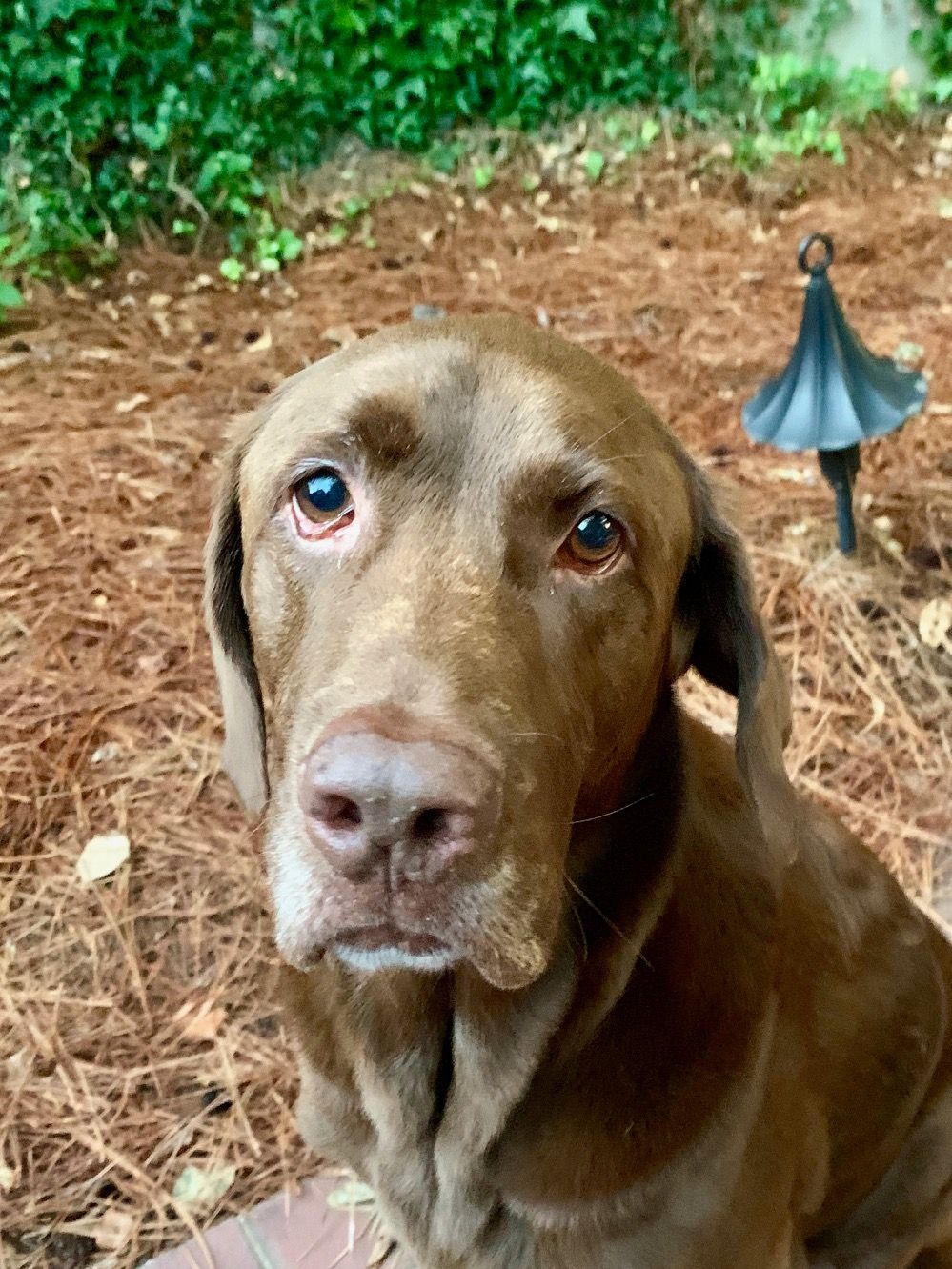 Other Barks & Bites for Friday, October 3: CAFC Won't Revive US Inventor Case Against USPTO for Denying Petition for Rulemaking; Value of EU Counterfeit Seizures Hits Single-Year Record; and USPTO Tells Employees 1% of Workforce Will Be Laid Off
