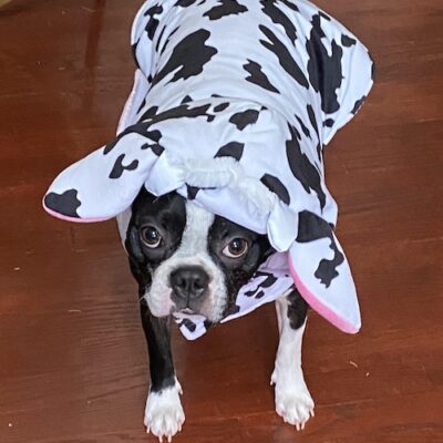 APOLLO - 3 yr old fur baby