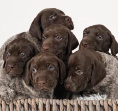 BASKET OF PUPPIES - German Shorthaired Pointers