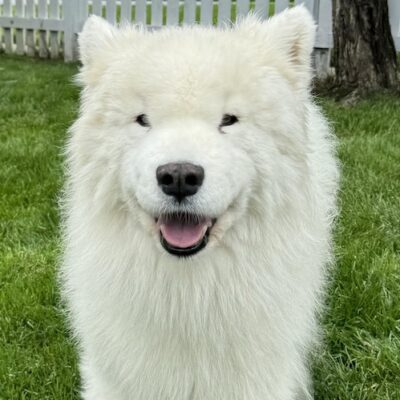 BLITZEN - 14 Yr-old Samoyed