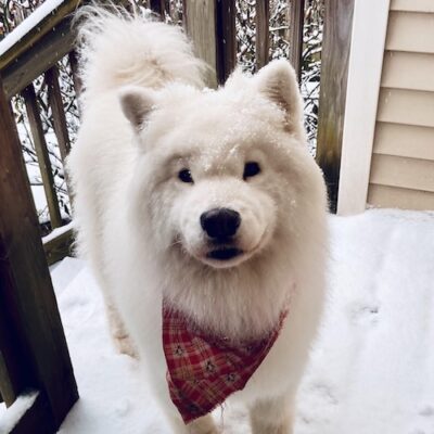 BLITZEN - Samoyed