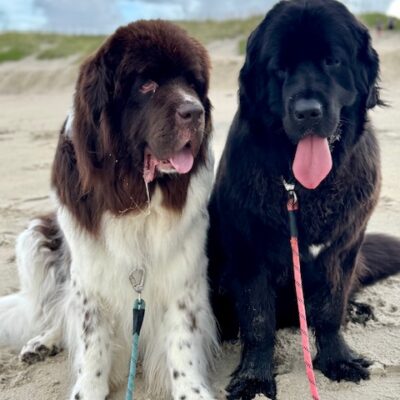 BYRON & LUCY - Newfoundlan, 6 yo- Byron (Brown and White) and 1 yo - Lucy (Black)