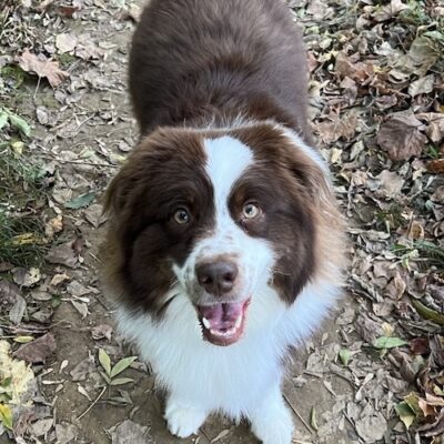 CHANCE - Australian Sheppherd - Chance