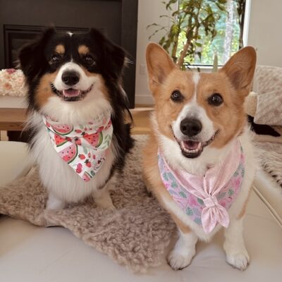 COCO & NUT - Corgis CocoNut - brown 4 yr. COCO and black 3 yr. old NUT