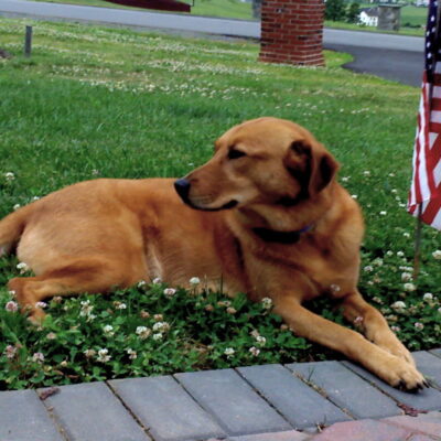 DAISY - Golden Retreiver, Rottweiler, Husky Mix - Daisy