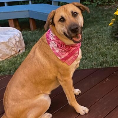 EEVEE - Mixed Breed Doggie