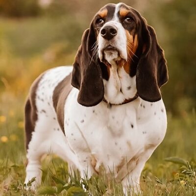 FLORA - Basset Hound