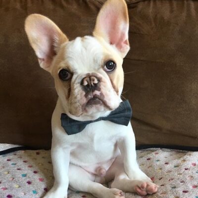 FLOYD - Frenchie
