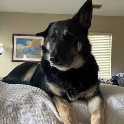 INDY - German Shepherd Collie mix