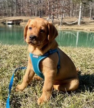 MANGO - Red English Labrador - MANGO