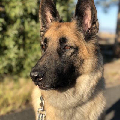 OLIVER - Belgian Shepherd