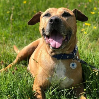 OSI - 14 yo Stafforhire Bull Terrier