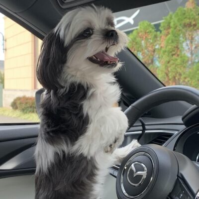 PEPPER - Maltese:Shih Tzu Mix