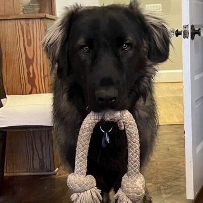 QUINTO - Mountain Estrela from Portugal