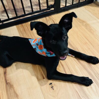 RAVEN - Black German Shepherd