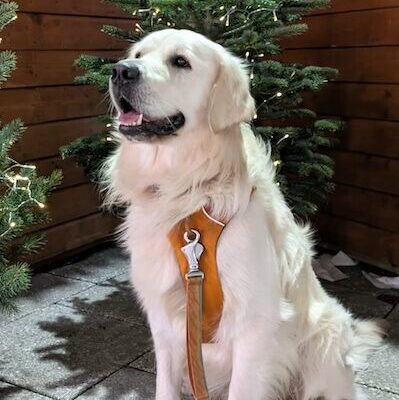 RHODRI - Golden Retriever