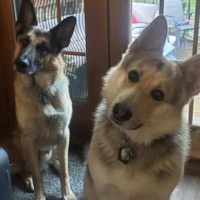 RIGGS & MURTAUGH - German Shepherds, 4 yo Riggs (Right) and 3 yo Murtaugh (Left)