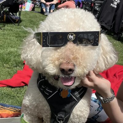 WALTER - Mini Golden Doodle