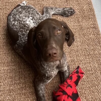 WHISKEY - Germain Shorthaired Pointer