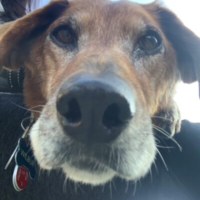 WILBUR - Hound and Goldern Retreiver mix