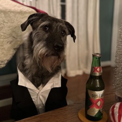 WILSON - Pittbull:Golden Retreiver:Poodle:Staffie:Mtiff Mix